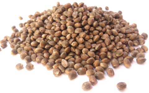 Feminized Cannabis Seeds